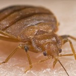 bed-bug Treatments