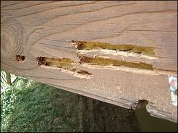 carpenter ants structural damage