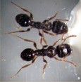 pavement ants (sugar ants)